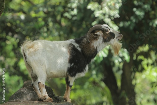 Side view of a male pygmy goat standing on a rock observing its surroundings during the day