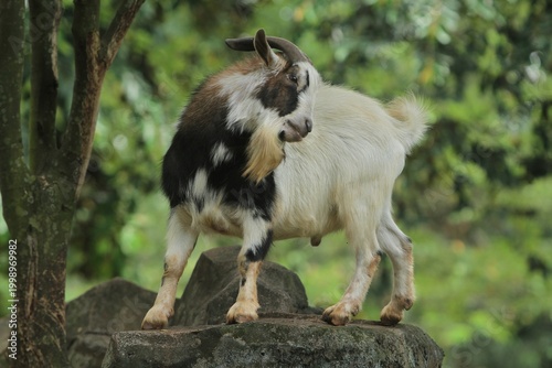 Side view of a male pygmy goat standing on a rock observing its surroundings during the day