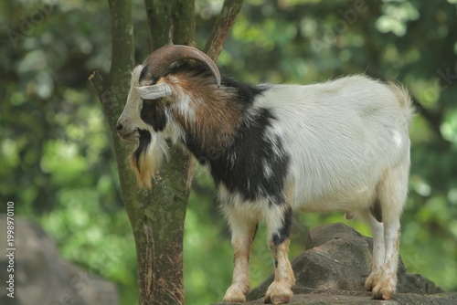 Side view of a male pygmy goat standing on a rock observing its surroundings during the day