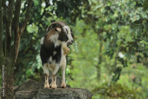 Side view of a male pygmy goat standing on a rock observing its surroundings during the day