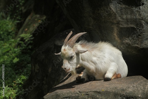 A pygmy goat is seen lying quietly on the rocks during the day