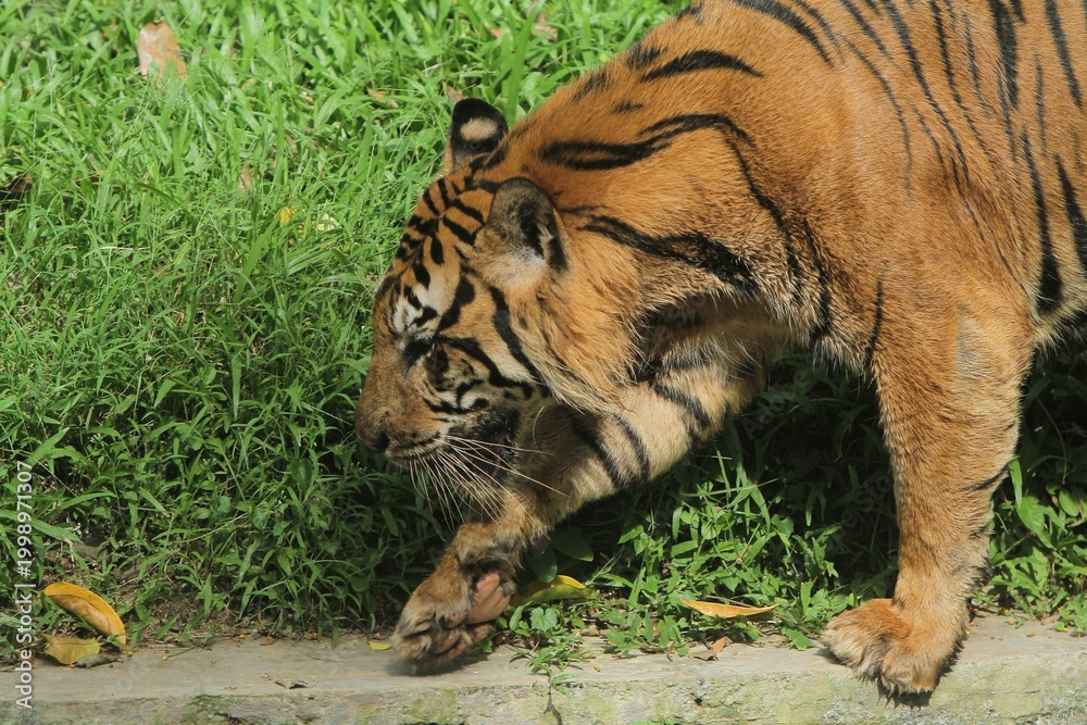 Obraz premium Close up of a sumatran tiger walking slowly on the grass during the day