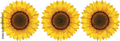 Bright sunflower blossoms collection yellow floral heads vector illustration summer nature bloom design for decoration and botanical themes