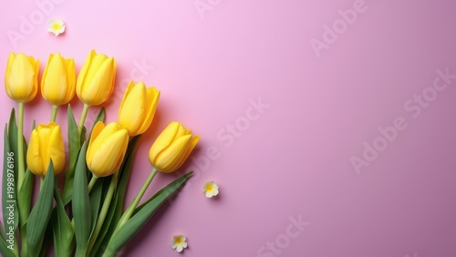 yellow tulips on violet background wide floral banner for womens day mothers day and valentines