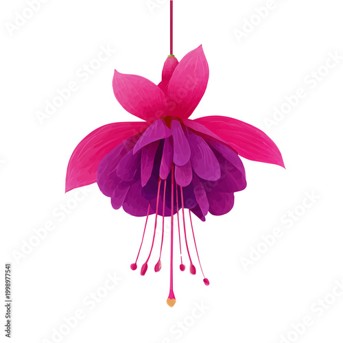 Minimalist 2D vector icon representation of a Fuchsia Flower, displayed on a pure white background
