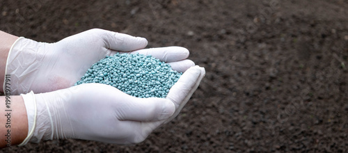 фотографія Gloved hands holding mineral fertilizer over the soil