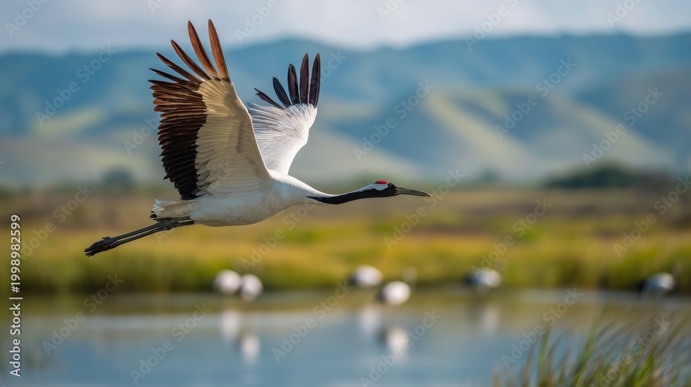 Obraz premium Red-crowned crane flying over wetland with mountains in background, elegant white bird in flight over marsh landscape