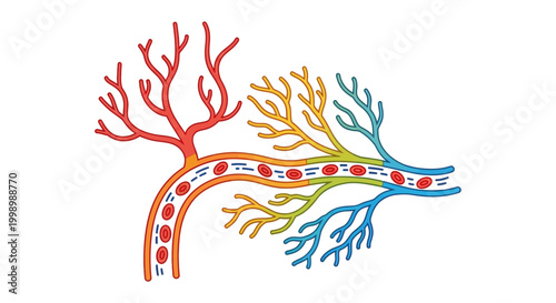 Circulatory System Blood Flow Arteries Veins Capillaries Medical Illustration