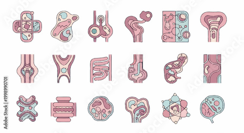 Collection of Human Anatomy Illustrations Medical Diagrams.