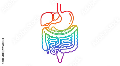 Digestive System Anatomy Rainbow Outline - Stomach, Intestines, Liver