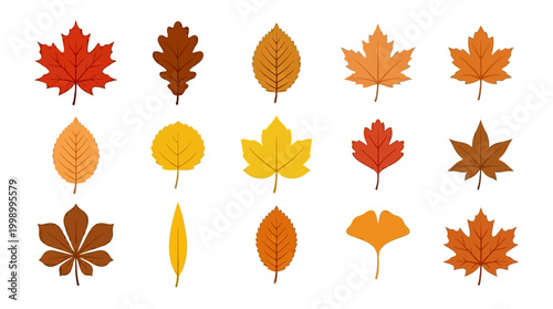 Colorful Autumn Leaves Collection Flat Vector Illustration Set.