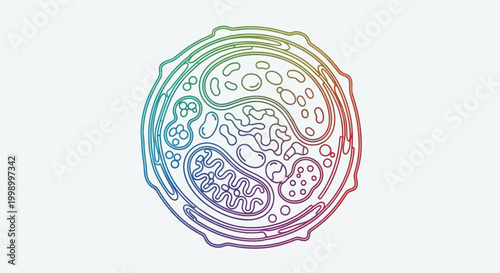 Colorful Outline of Animal Cell Diagram with Organelles on White Background