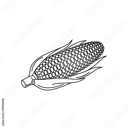 corn cobs isolated on white