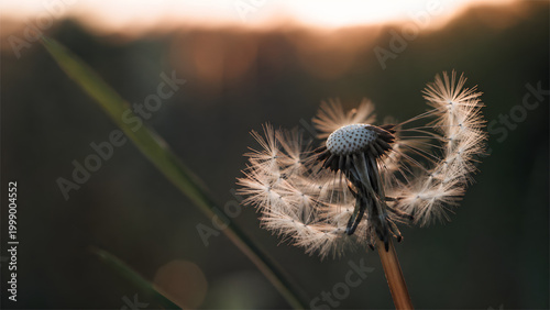 Minimalistic silhouette of a dandelion seed head at sunset with soft bokeh and warm natural light, calm nature scene with copy space.