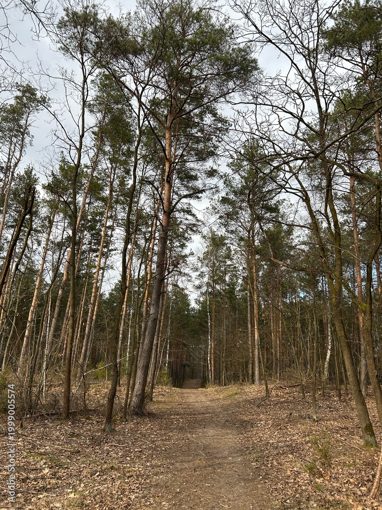 Fototapeta premium leśna wiosenna droga w lasku z wysokimi sosnami