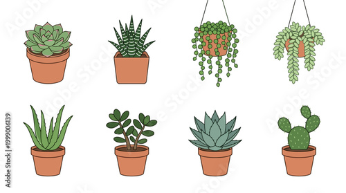 Collection of Diverse Potted Succulent Plants on White Background