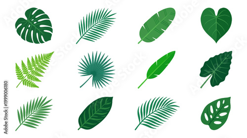 Assorted Tropical Leaves Set: Monstera, Palm, Banana, Fern - Vector Illustration