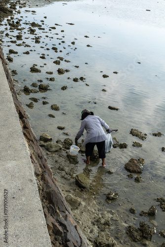 A diligent woman is seen bent over, collecting shellfish and other marine treasures from the rocky, muddy shore during low tide. She uses a white bucket, a bag and a hammer for her harvest.
