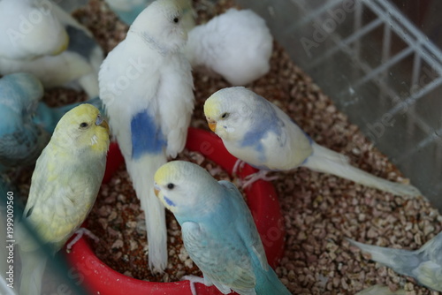 A group of colorful budgerigars feeding from a red bowl inside a pet enclosure.