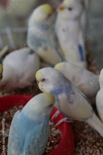 A group of colorful budgerigars feeding from a red bowl inside a pet enclosure.