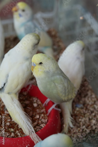 A group of colorful budgerigars feeding from a red bowl inside a pet enclosure.