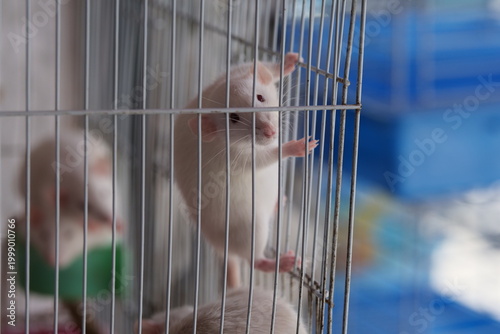 A white laboratory mouse climbing on the wire mesh of a metal cage in a lab.