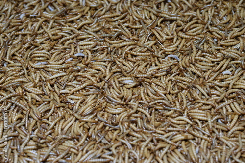Mealworms used as high-protein live feed for a colorful pet bird or reptile.