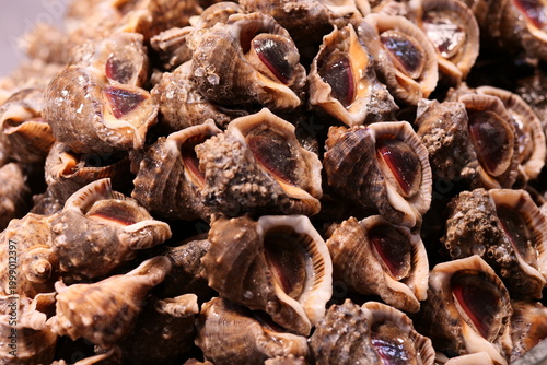 Fresh edible sea snails stacked together, showcasing their textured brown shells.