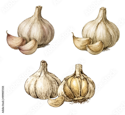 Garlic Illustration Set – Fresh Garlic Bulb and Cloves, Cooking Ingredient Food Clipart