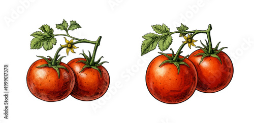 Tomato Illustration Set – Fresh Red Vine Tomatoes, Cooking Ingredient Food Clipart