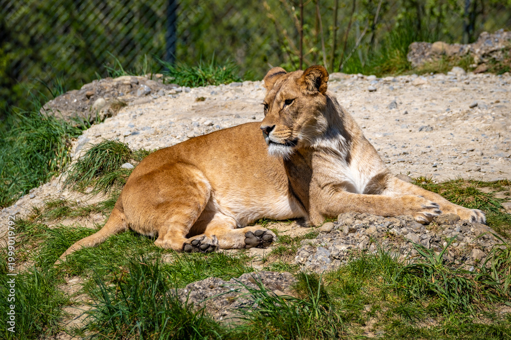 Fototapeta premium lioness walk along a path in a park