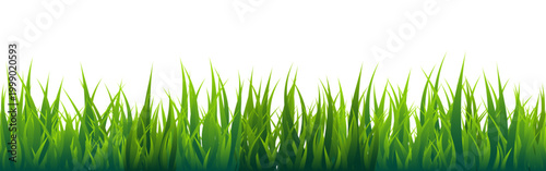 Meadow silhouette with green grass, plants on plain. Panoramic summer lawn landscape with herbs, various weeds. Herbal border, frame element. Black horizontal banners. Vector illustration