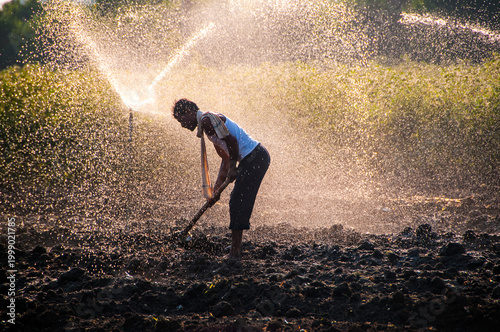 Young Indian Farmer working In the field in front of sprinklers at sunset