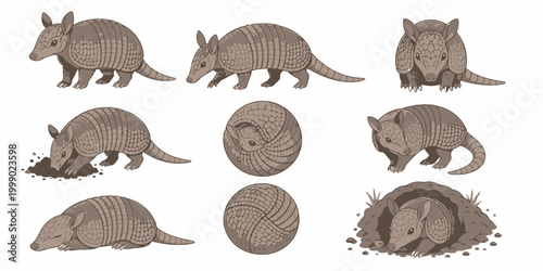 Armadillos dig burrows with claws in various poses and shells on ground
