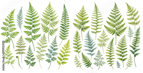 A charming watercolor set of fern leaves featuring fresh green botanical fronds with delicate natural details illustrated in a natural botanical style.