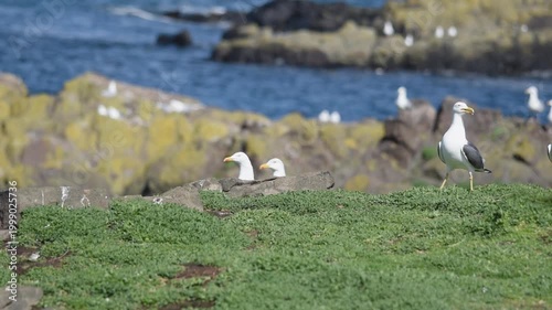 black backed gull on green grass of isle of may stormy weather sunny day sea marine seabird