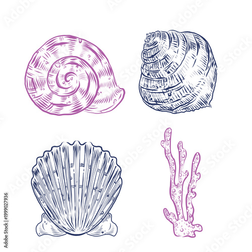 A collection of hand-drawn marine-themed vector illustrations featuring various shells and corals. Scallops, nautiluses, and corals are all hand-drawn in ink. Illustrations for design, creative use.