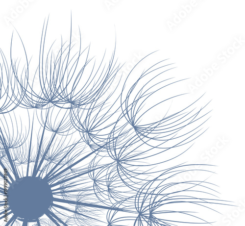 A background with a flower of a field dandelion.