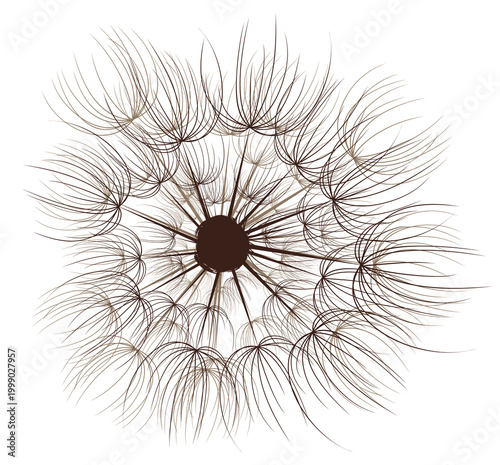 A background with a flower of a field dandelion.