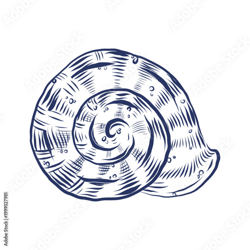 Vector illustration of a spiral seashell, a nautilus shell. Hand-drawn with ink. This illustration is suitable for design, summer holiday decor, and nautical-themed designs.