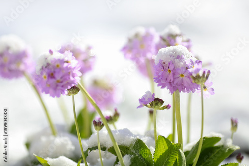 Blooming plant Primula in the snow
