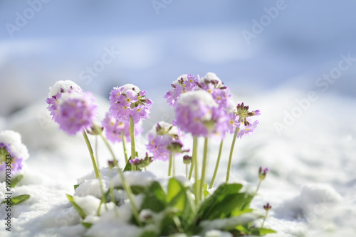 Blooming plant Primula in the snow