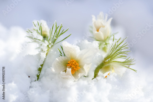 Blooming plant Pulsatilla Vulgaris in the snow