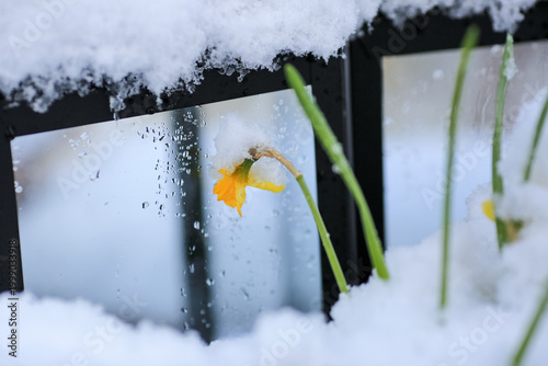 Blooming plant Narcissus in the snow