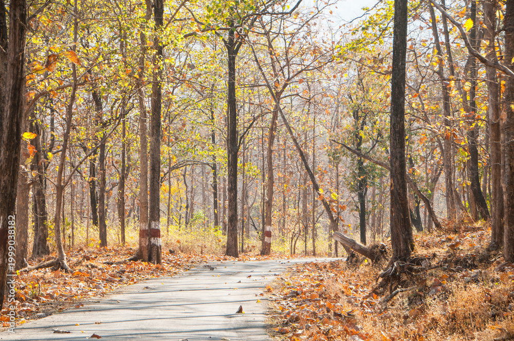 Obraz premium Autumn forest nature at morning