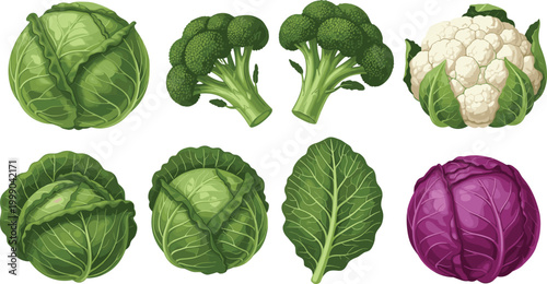 Fresh cabbage broccoli and cauliflower vegetables collection in realistic organic food vector illustration set