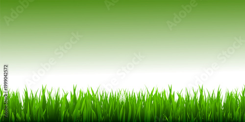 Green Grass Border Vector with Lawn, Meadow and Natural Garden Landscape Elements