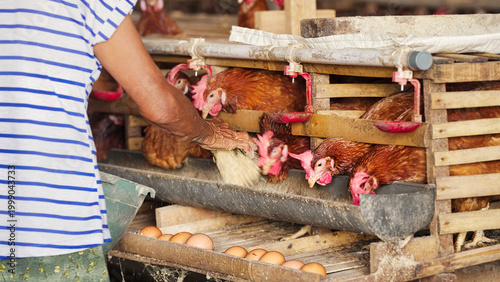 egg farmer hand feeding animal feed to hens or chickens in bamboo battery cages in organic poultry farm in bali, indonesia, southeast asia, animal husbandry