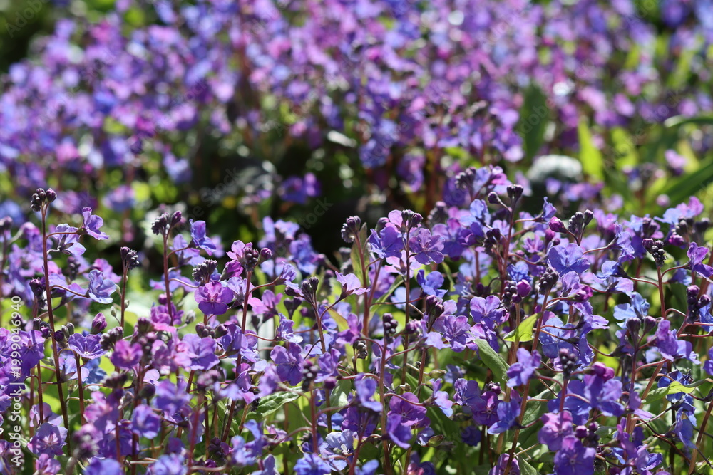Fototapeta premium Omphalodes cappadocica 'Cherry Ingram' or navelwort flowers
