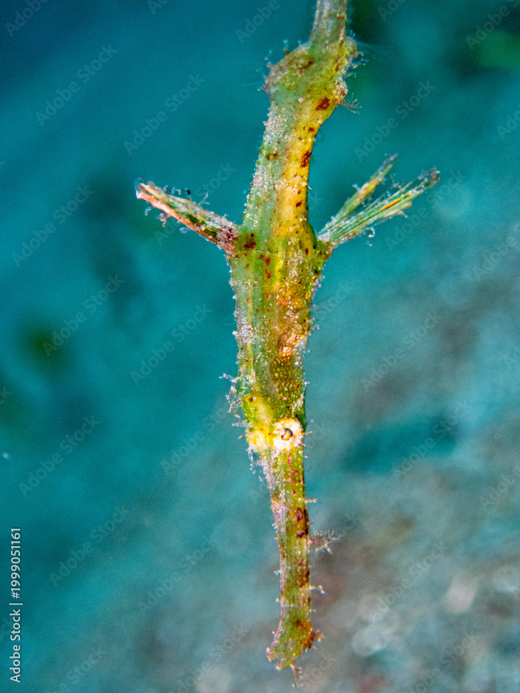 Fototapeta premium halimeda ghost pipefish,